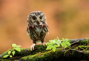 baby-owl