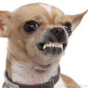 close-up-angry-chihuahua-growling-2-years-old-15126199